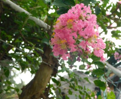 紅白のさるすべり、朝顔もきれいに咲…